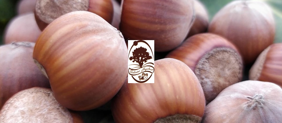 Sidicina Hazelnut