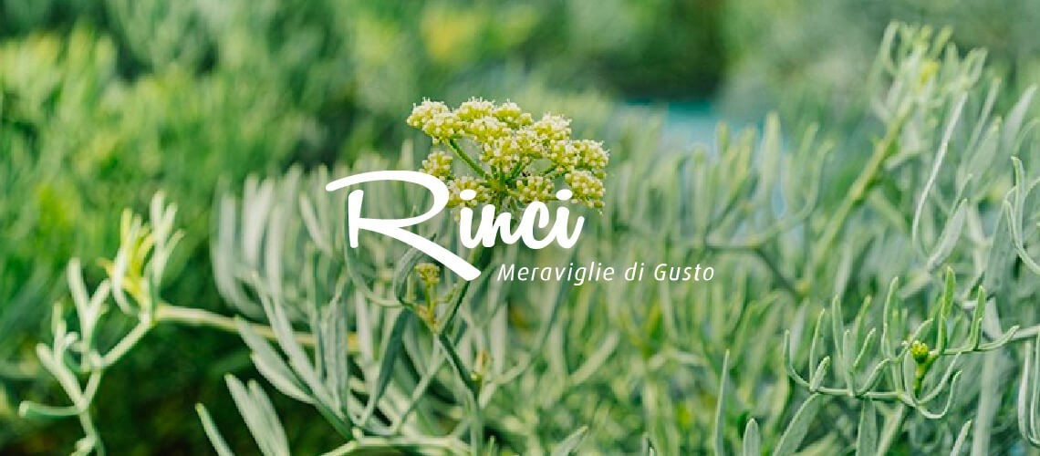 Rinci